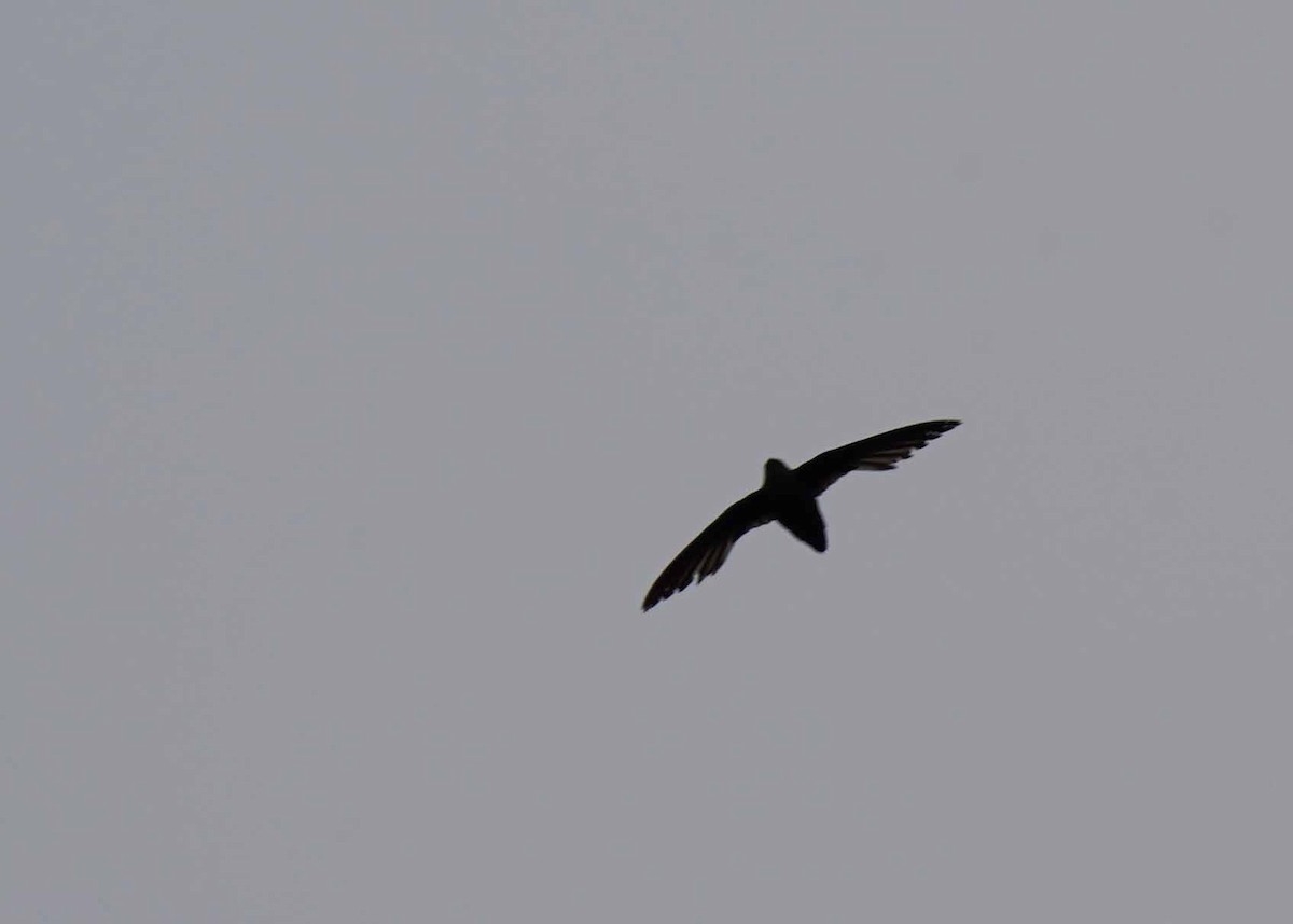 Chimney Swift - ML638649721