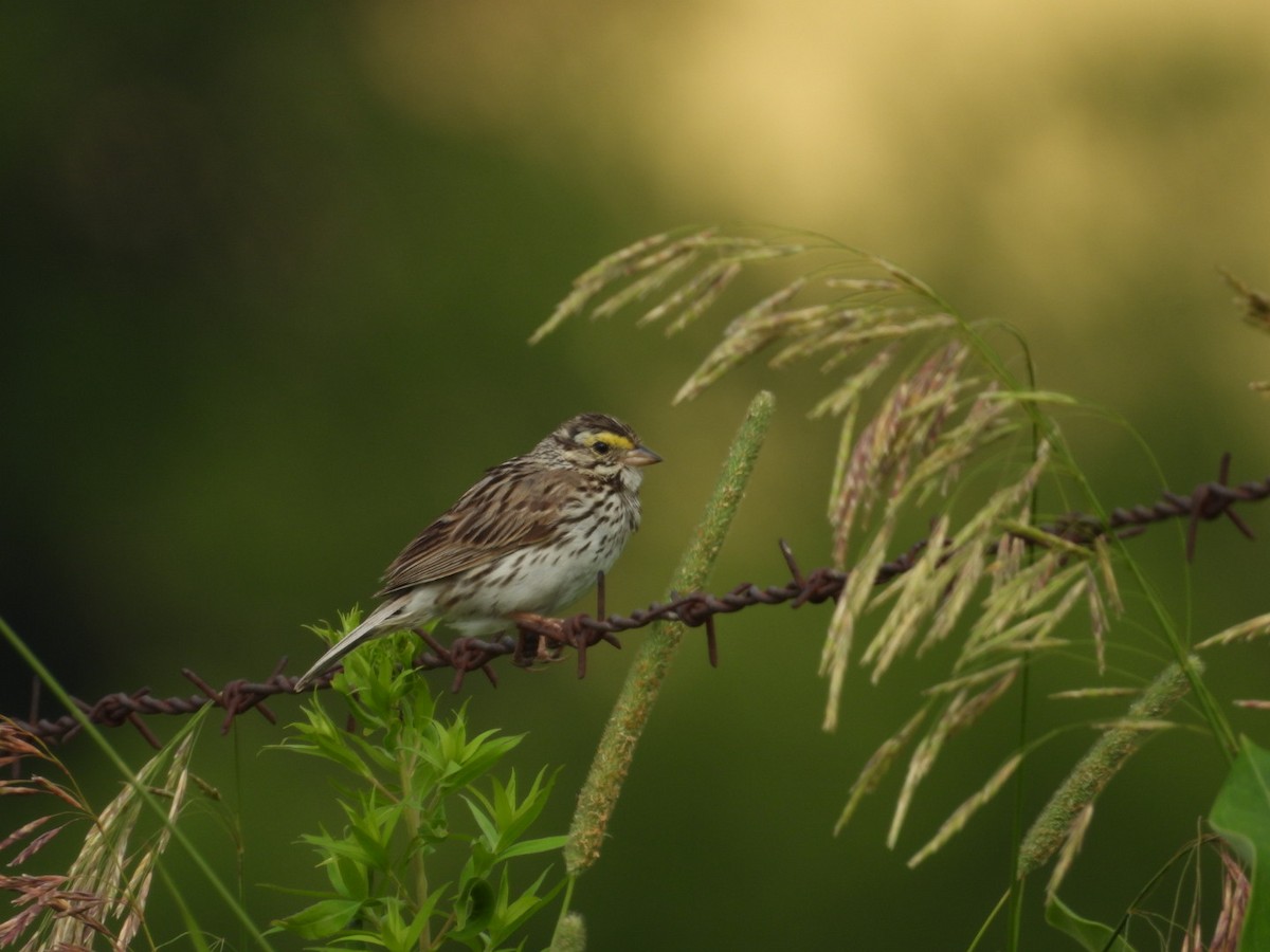 Savannah Sparrow - ML638649728