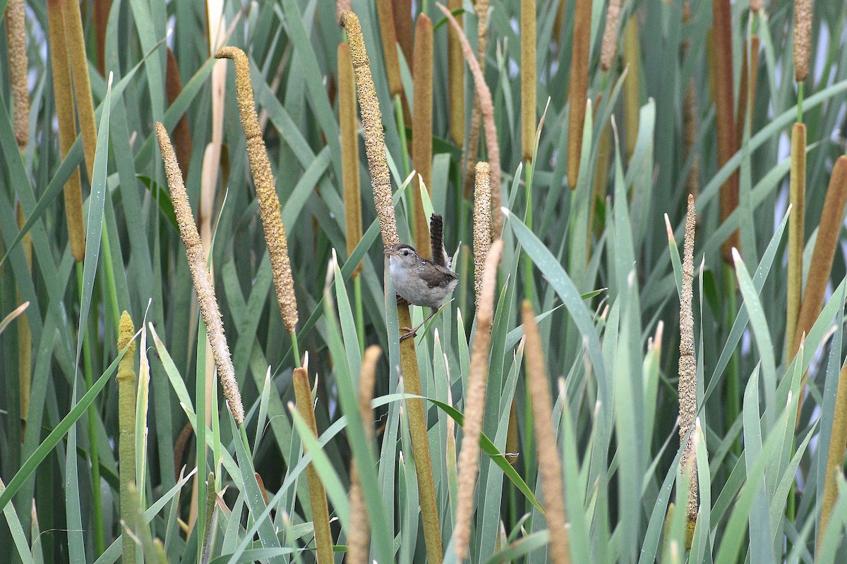 Marsh Wren - ML638649745