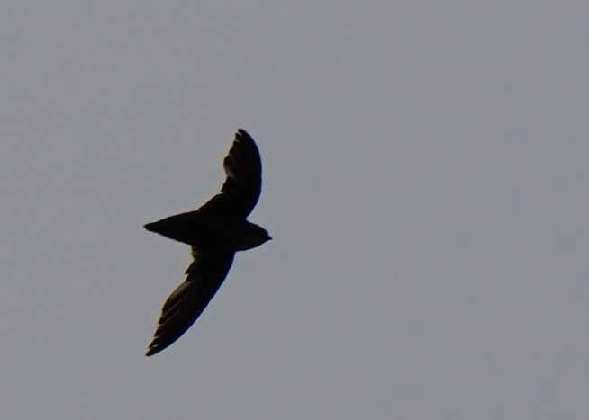 Chimney Swift - ML638649763