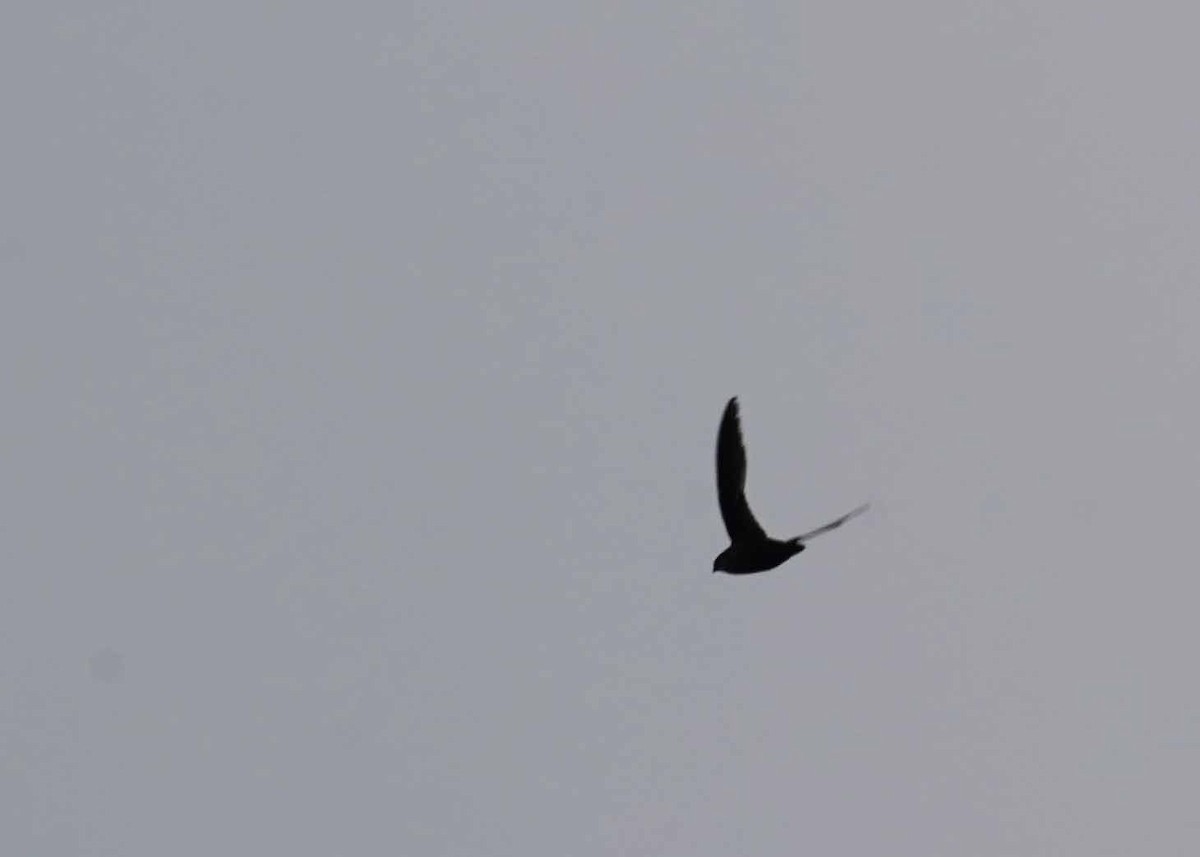 Chimney Swift - ML638649764