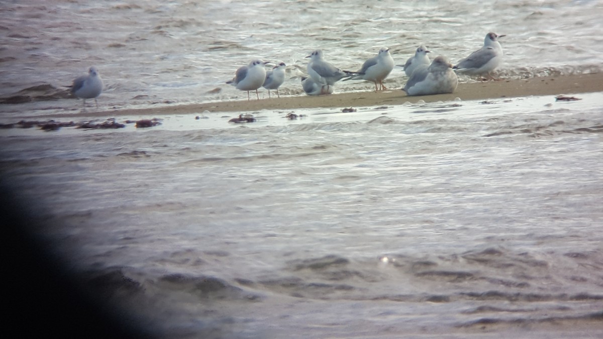 Bonaparte's Gull - ML638649771