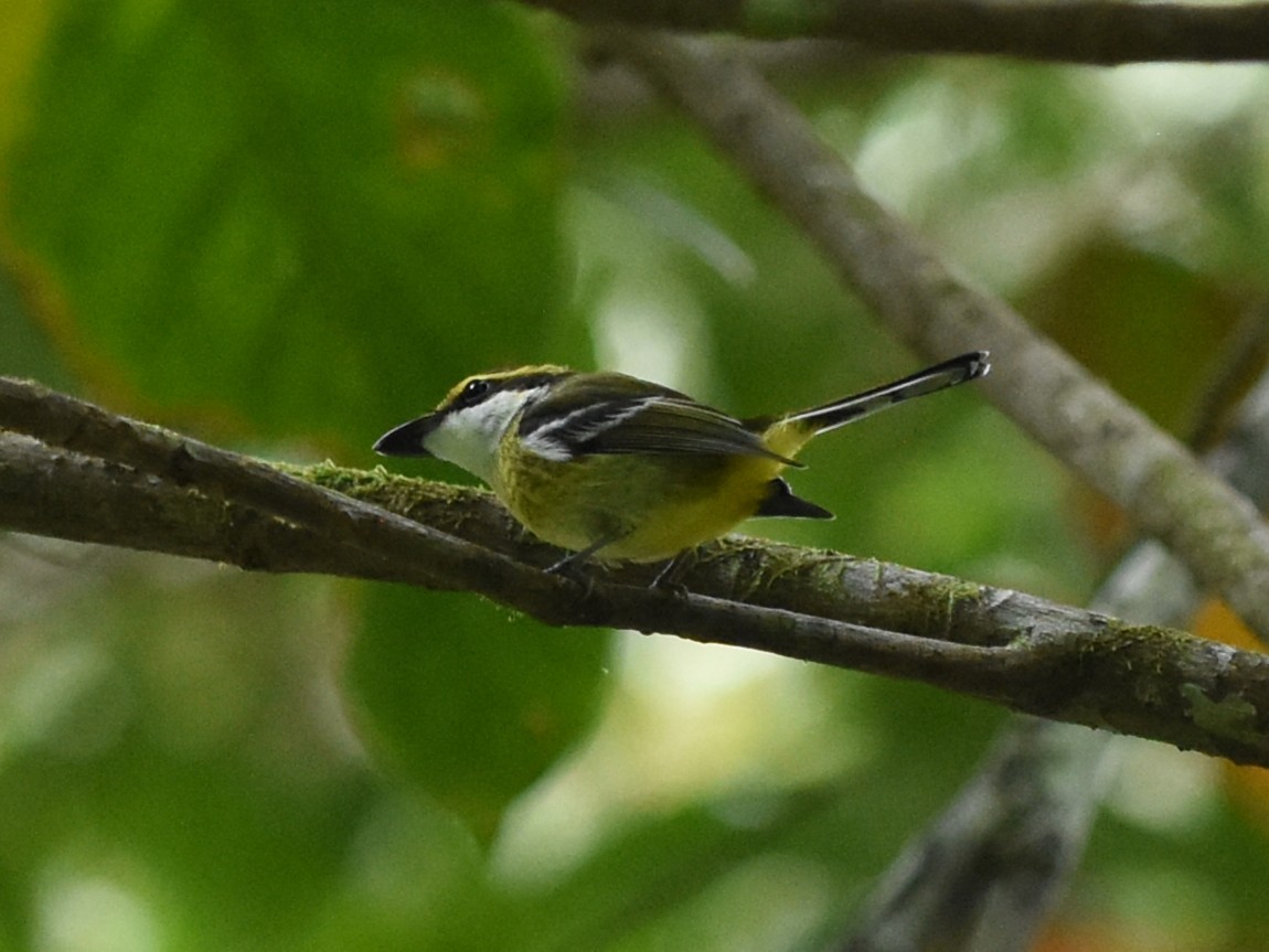 Yellow-breasted Boatbill - ML638649786