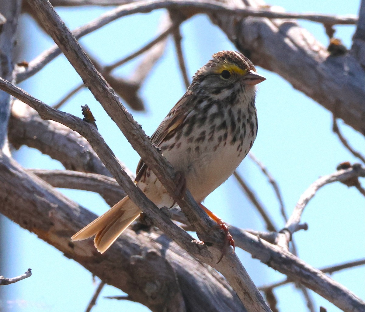 Savannah Sparrow - ML638649822