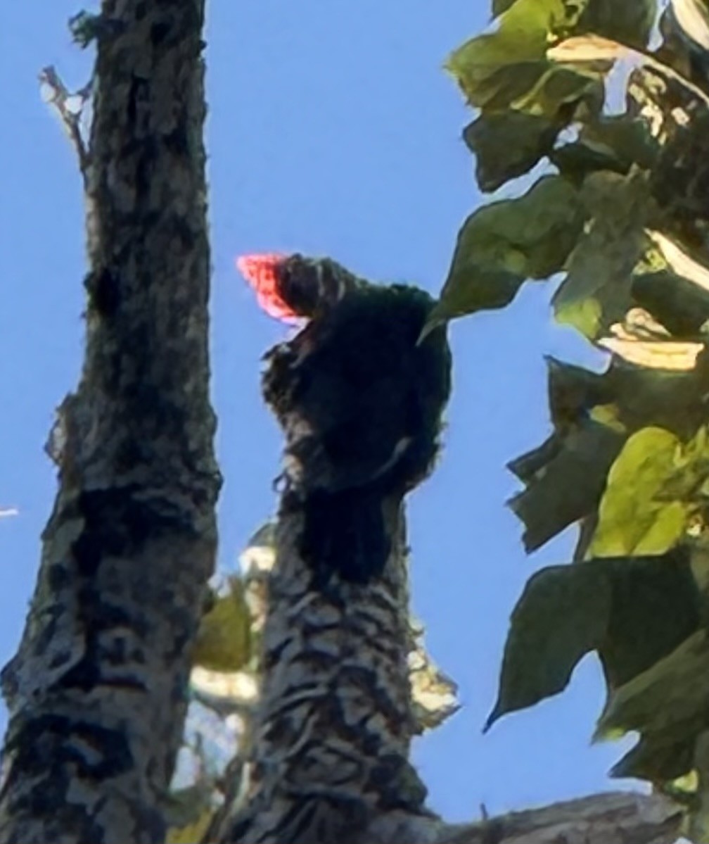 Pileated Woodpecker - ML638649829