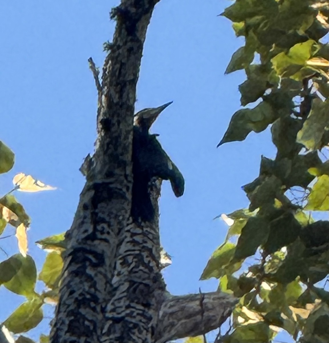 Pileated Woodpecker - ML638649830
