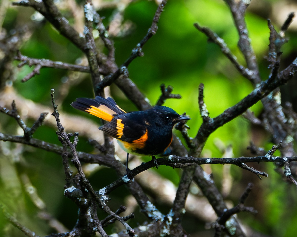 American Redstart - ML638649849