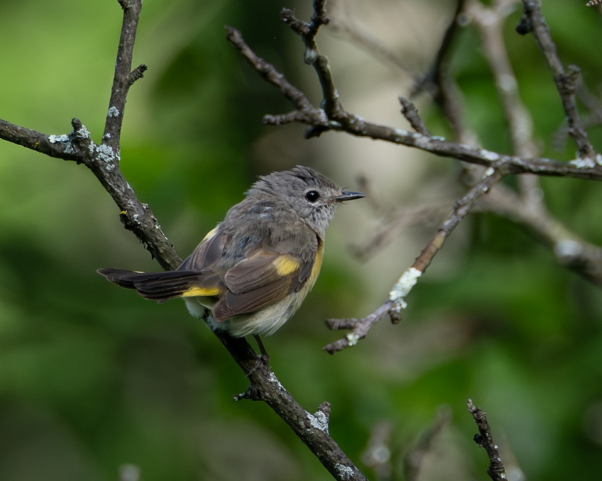 American Redstart - ML638649871