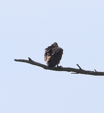 Balbuzard pêcheur - ML638649890