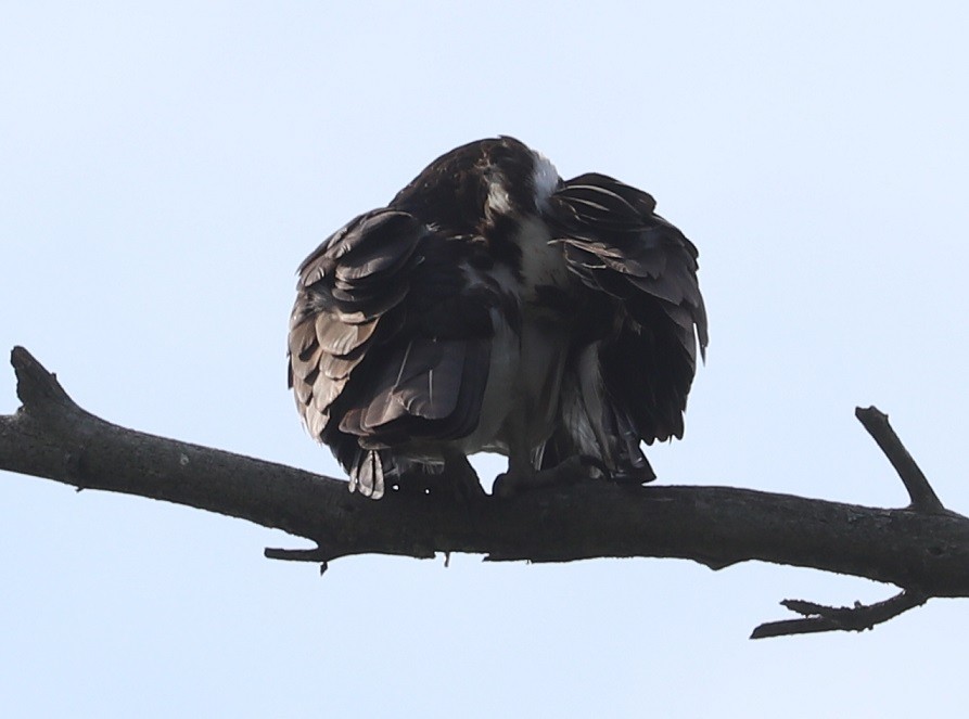 Balbuzard pêcheur - ML638649891