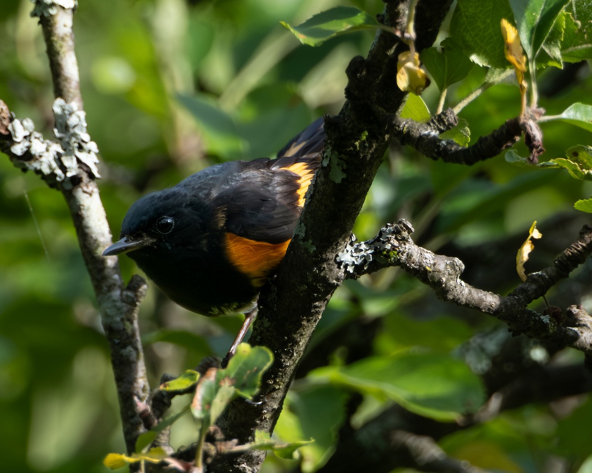 American Redstart - ML638649998