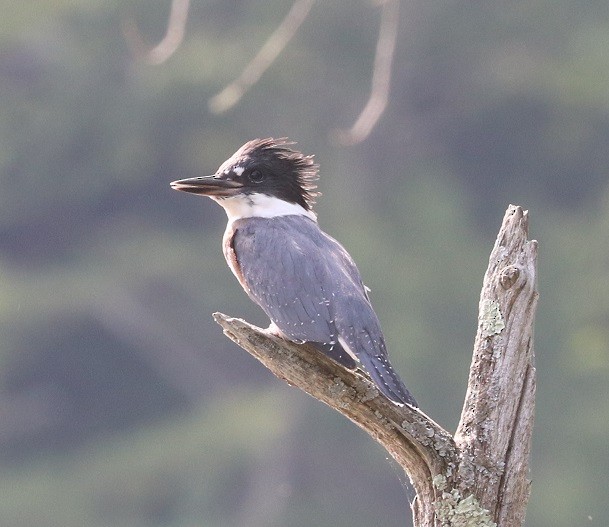 Martin-pêcheur d'Amérique - ML638650001