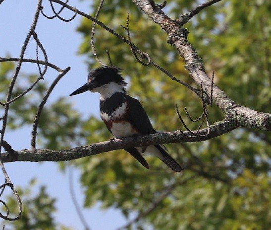 Martin-pêcheur d'Amérique - ML638650002