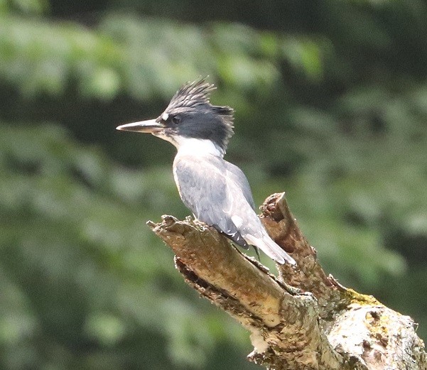 Martin-pêcheur d'Amérique - ML638650005