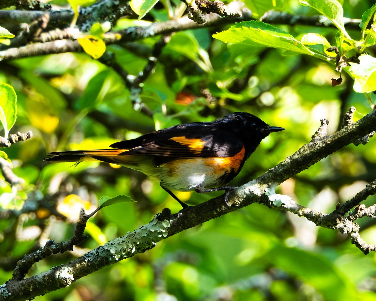 American Redstart - ML638650008