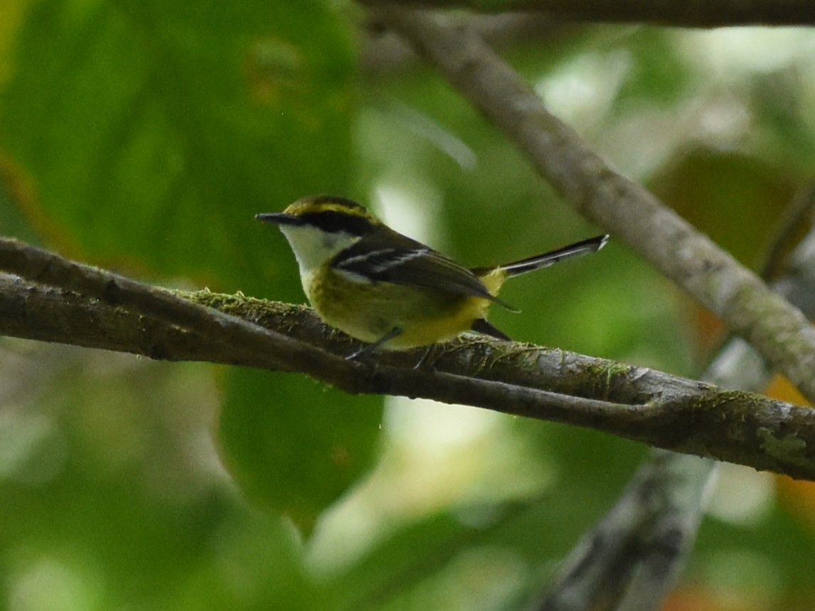 Yellow-breasted Boatbill - ML638650010