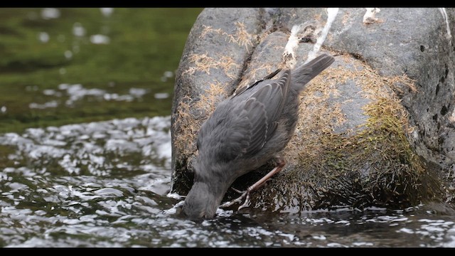 American Dipper - ML638650041
