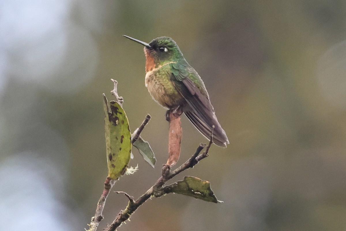 Amethyst-throated Sunangel - ML638650066
