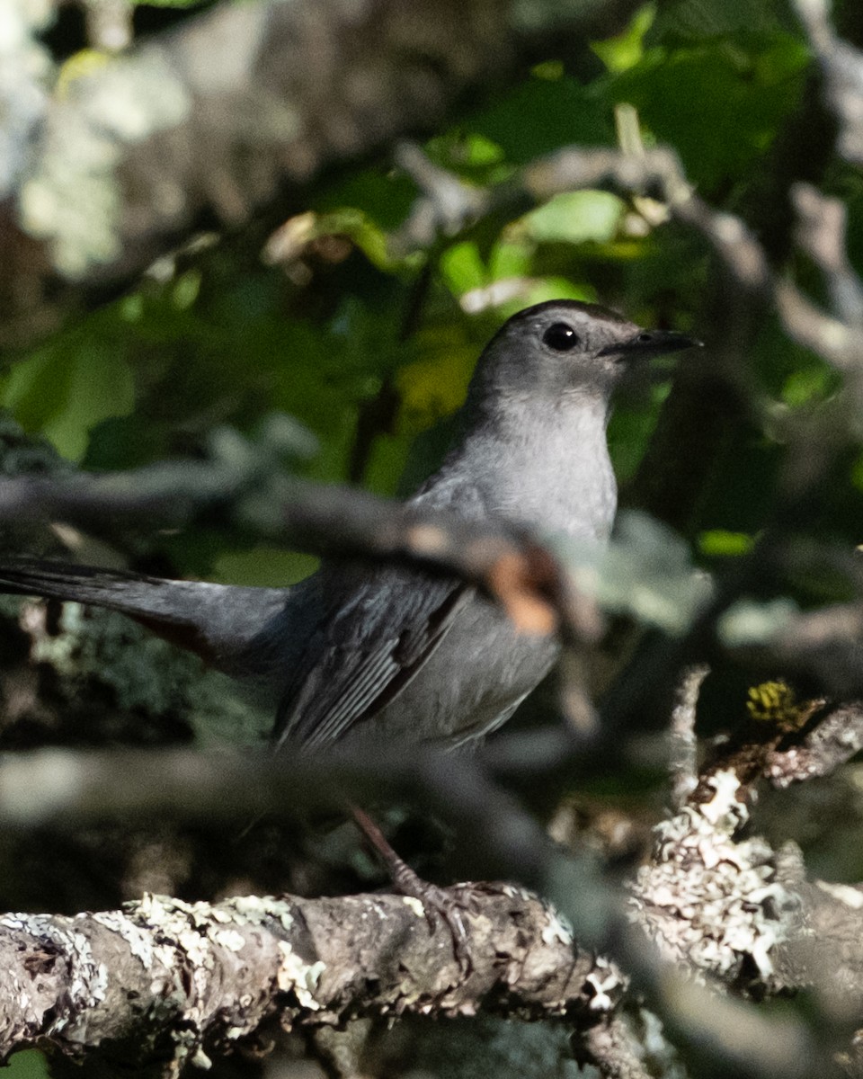 Gray Catbird - ML638650079