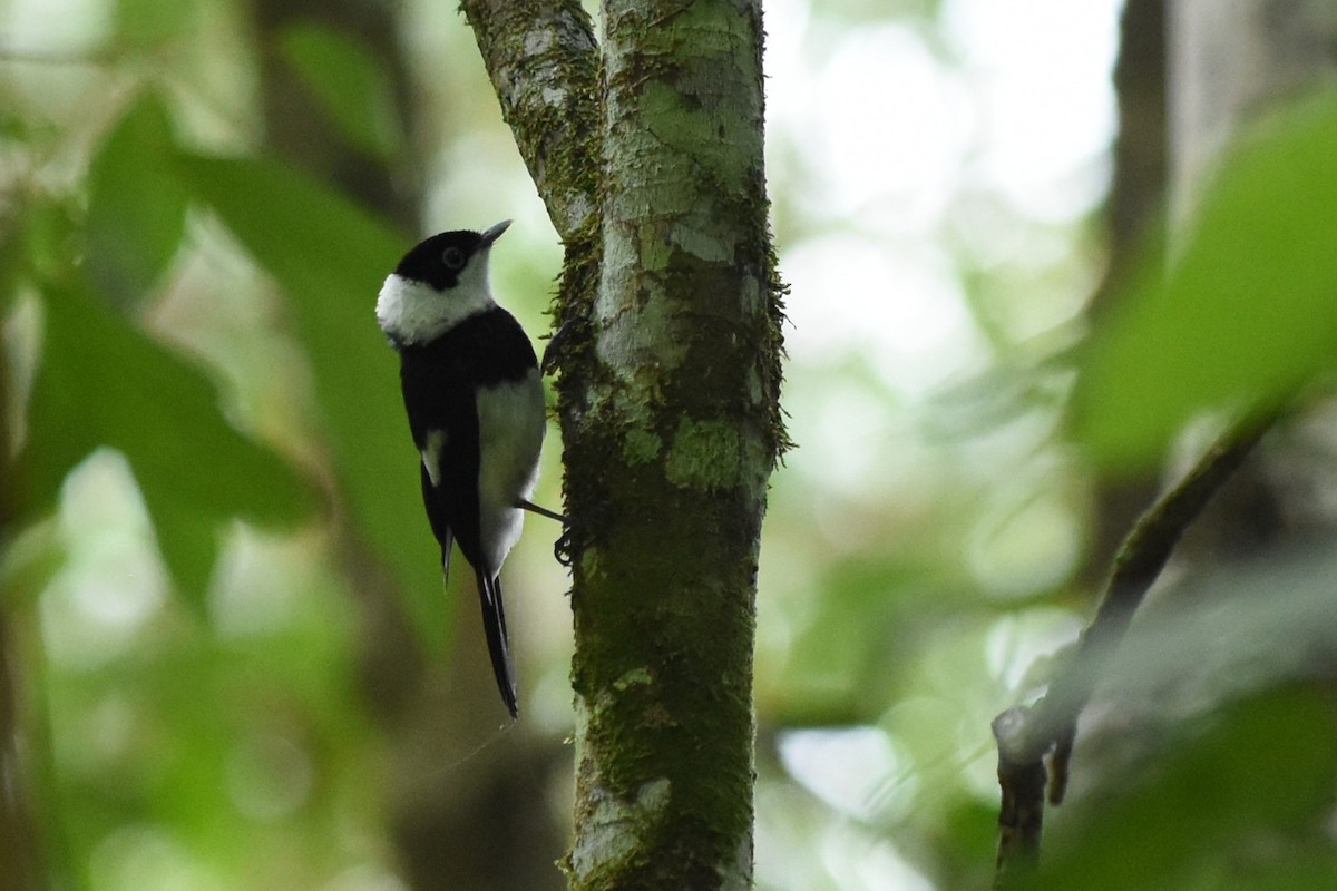 Pied Monarch - ML638650089