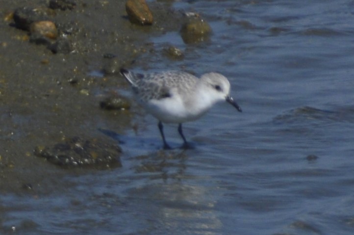Sanderling - ML638650099