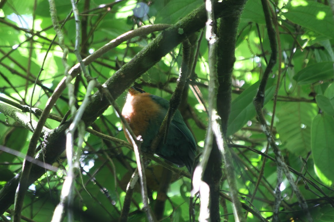 Rufous Motmot - ML638650111