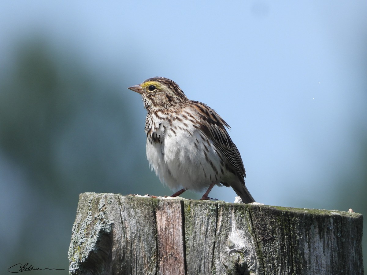 Savannah Sparrow - ML638650147
