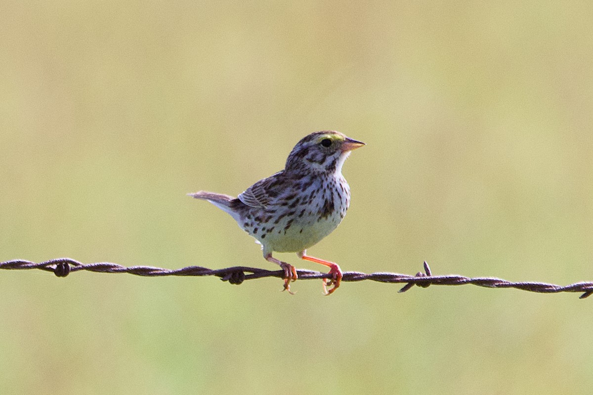 Savannah Sparrow - ML638650154