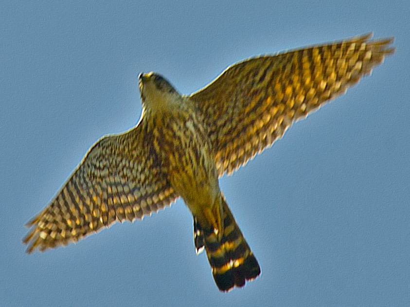 dřemlík tundrový - ML638650163