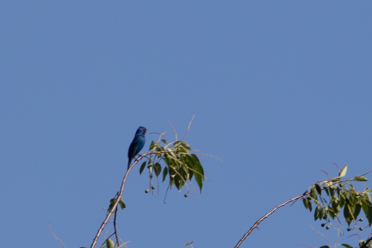 Indigo Bunting - ML638650239