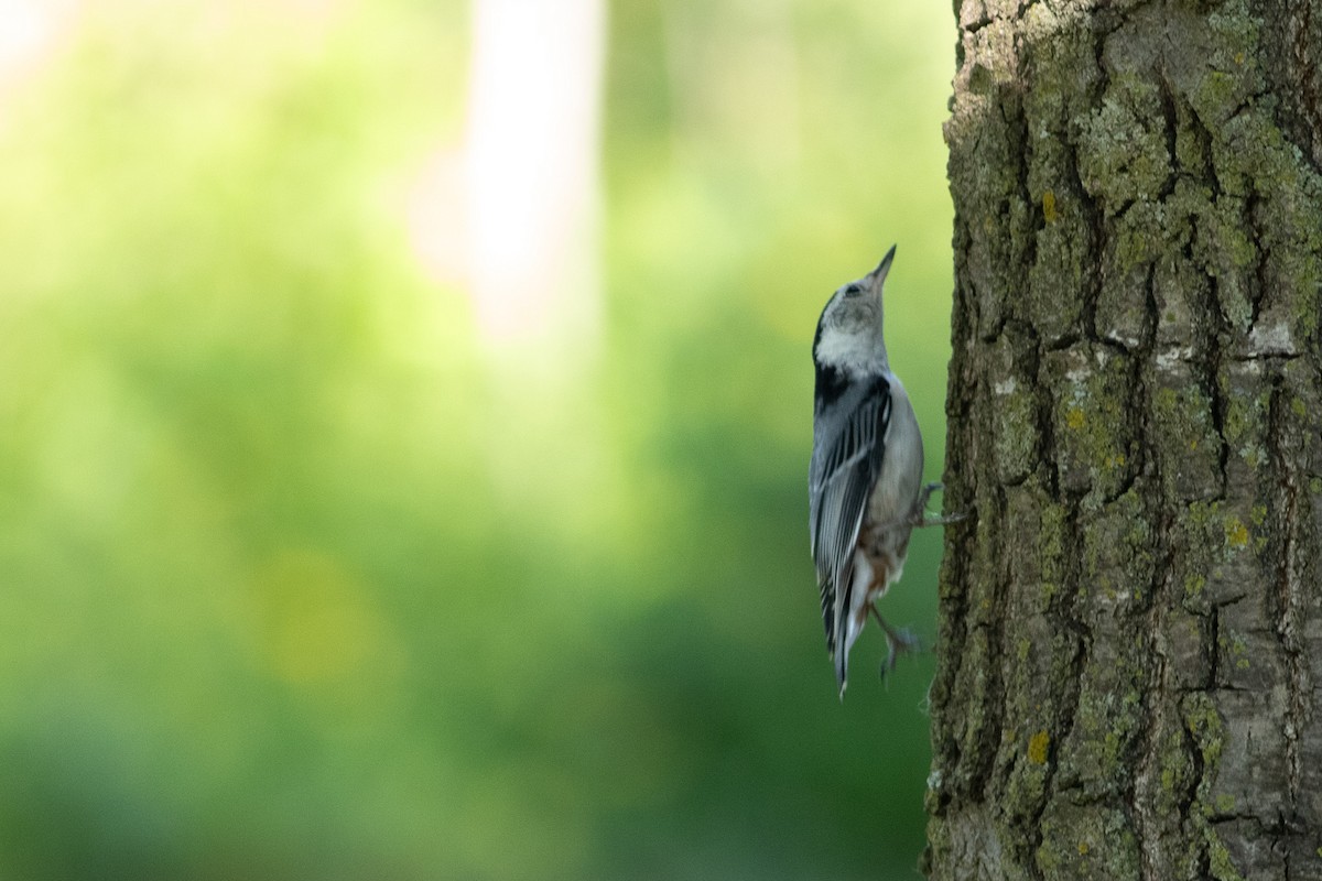 White-breasted Nuthatch - ML638650246