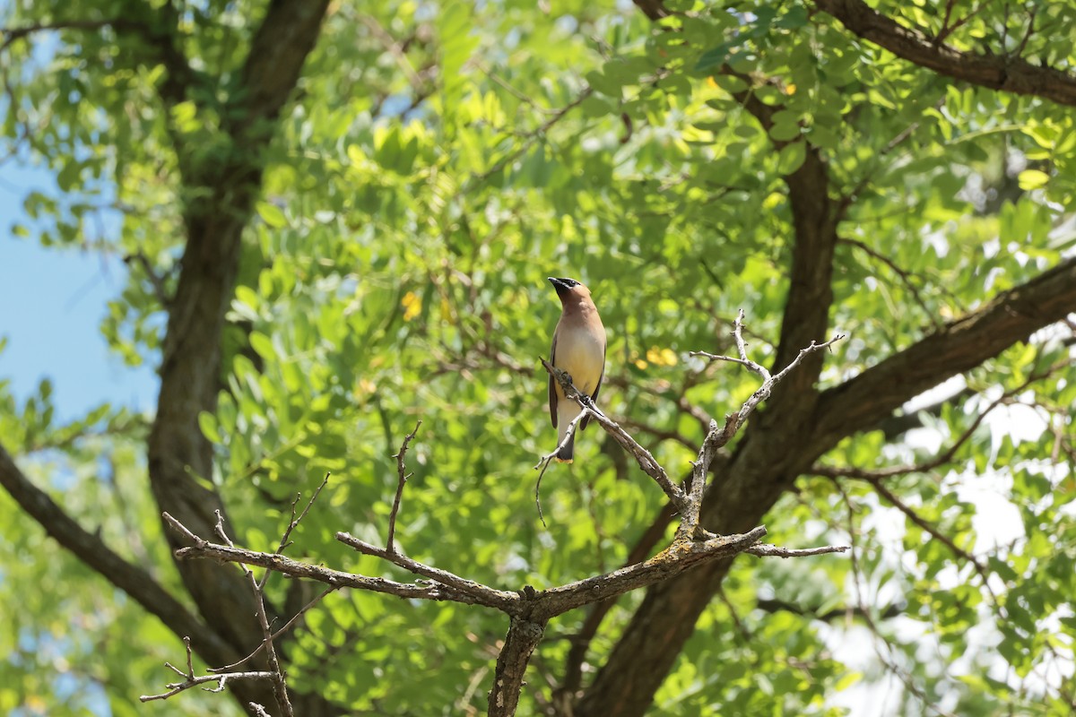 Cedar Waxwing - ML638650258