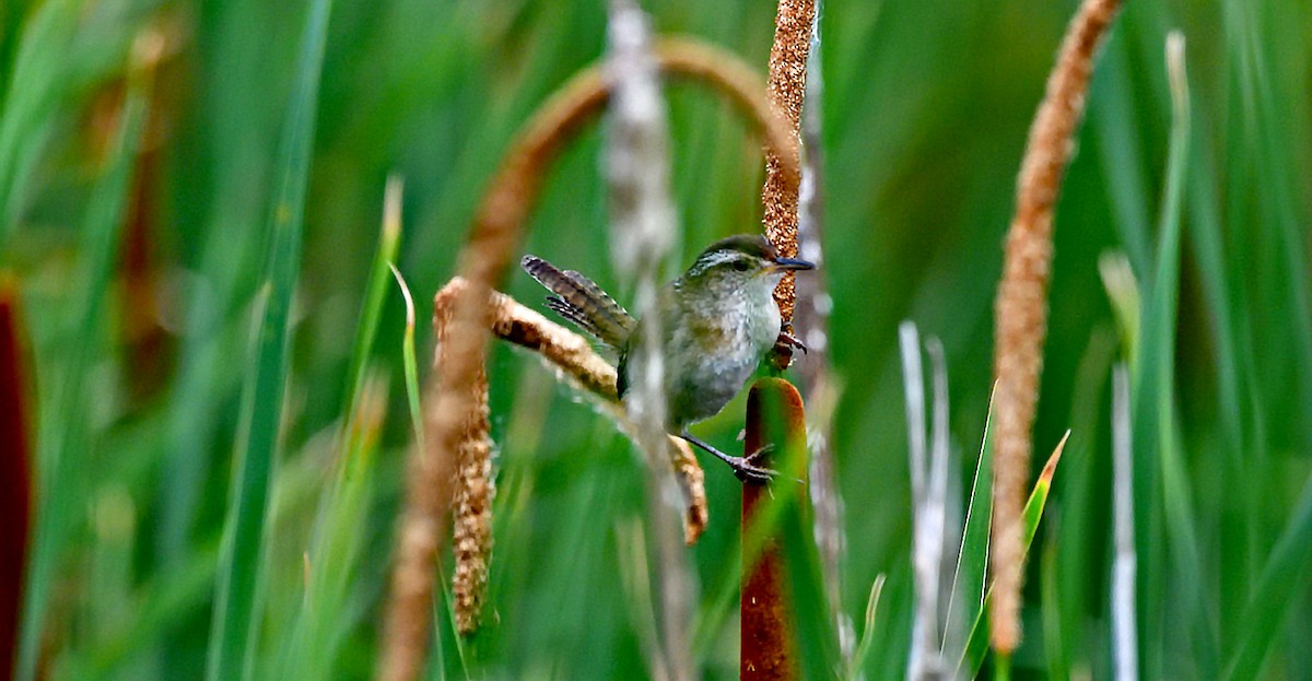Marsh Wren - ML638650266