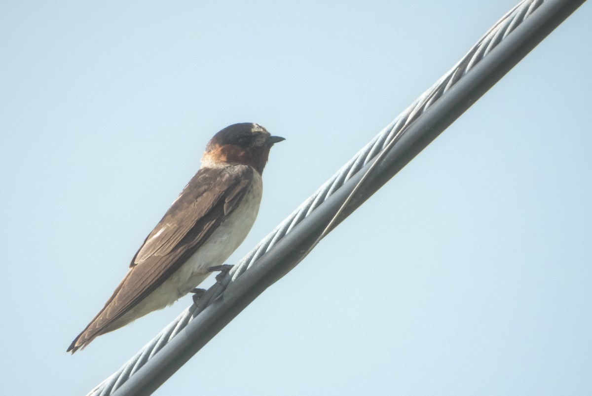 Cliff Swallow - ML638650275