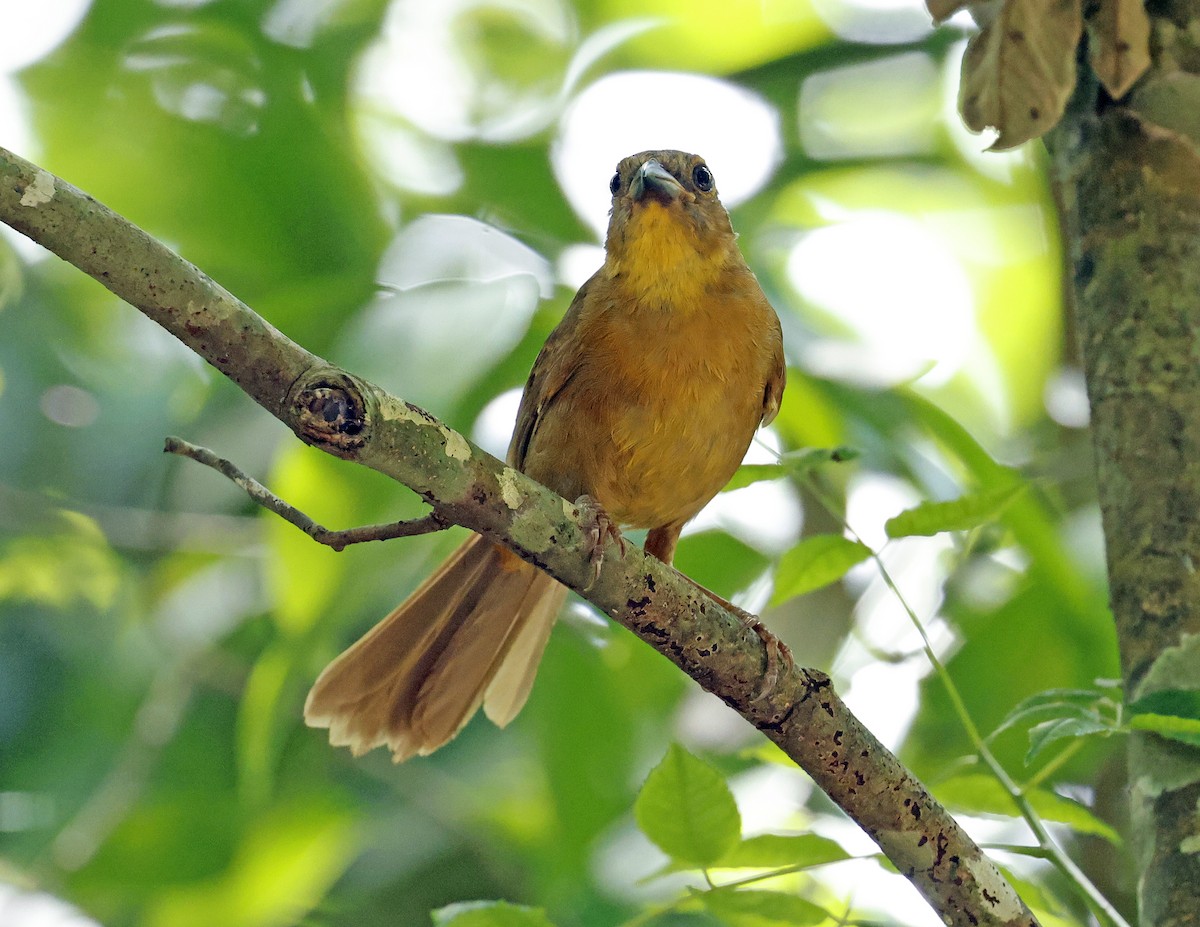 Red-throated Ant-Tanager (Salvin's) - ML638650280