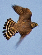 dřemlík tundrový - ML638650331