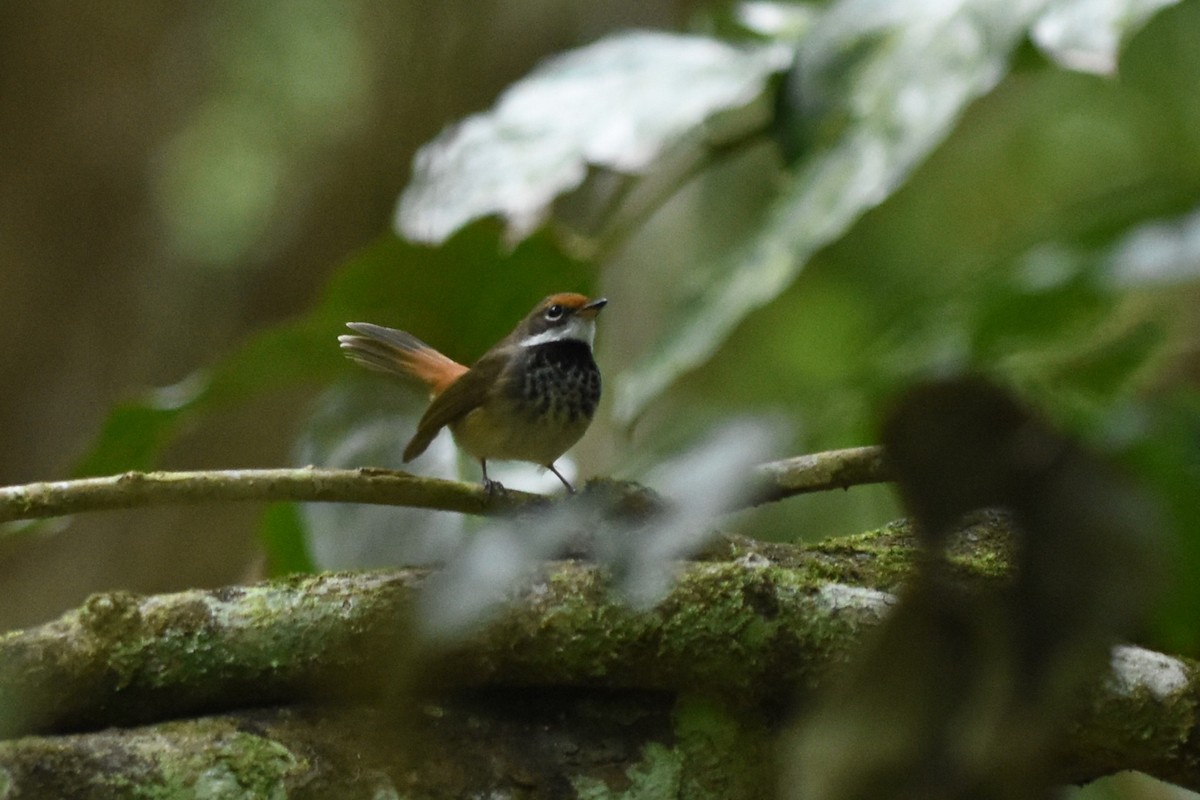 Australian Rufous Fantail - ML638650346