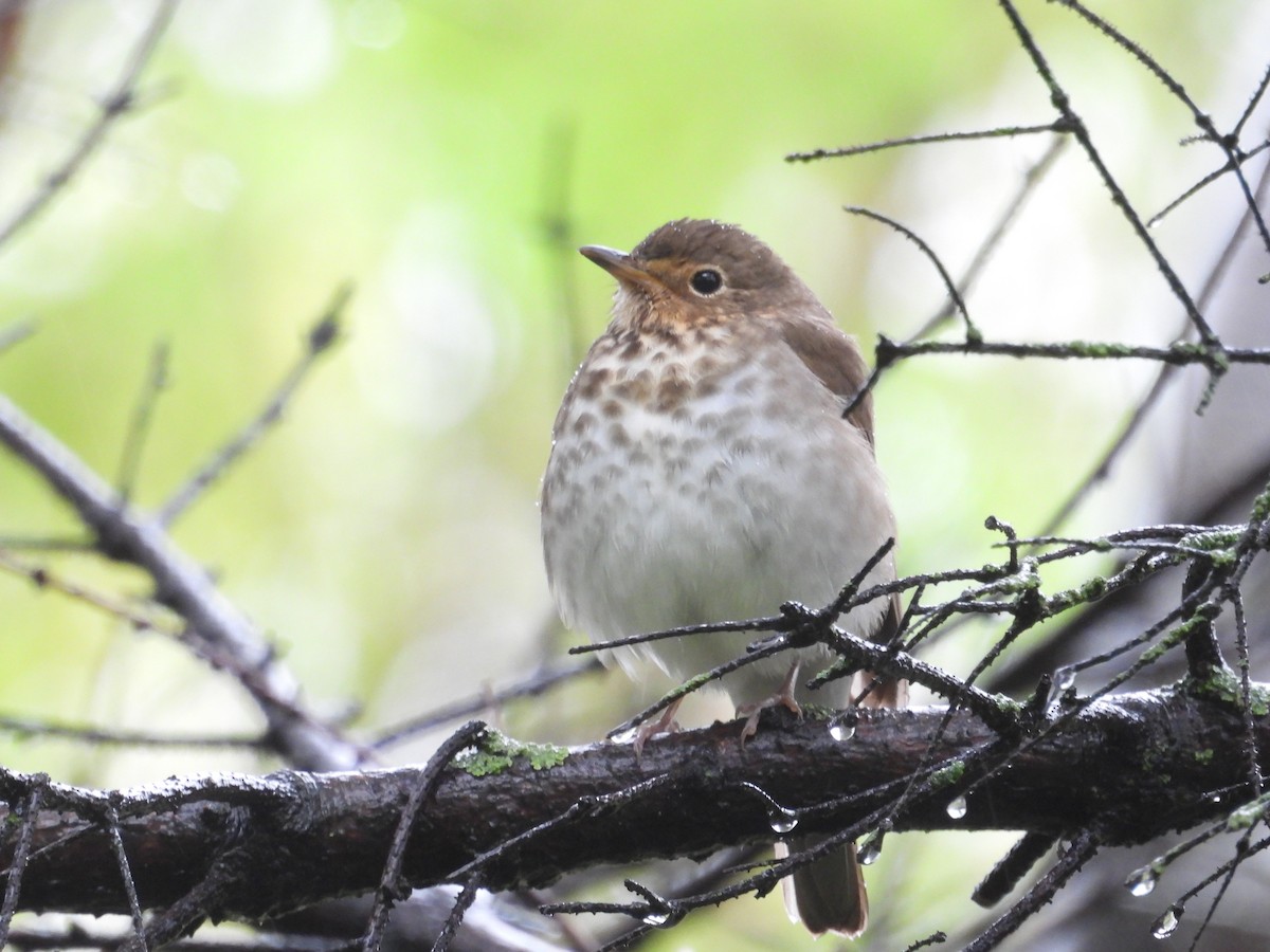 Swainson's Thrush - ML638650351