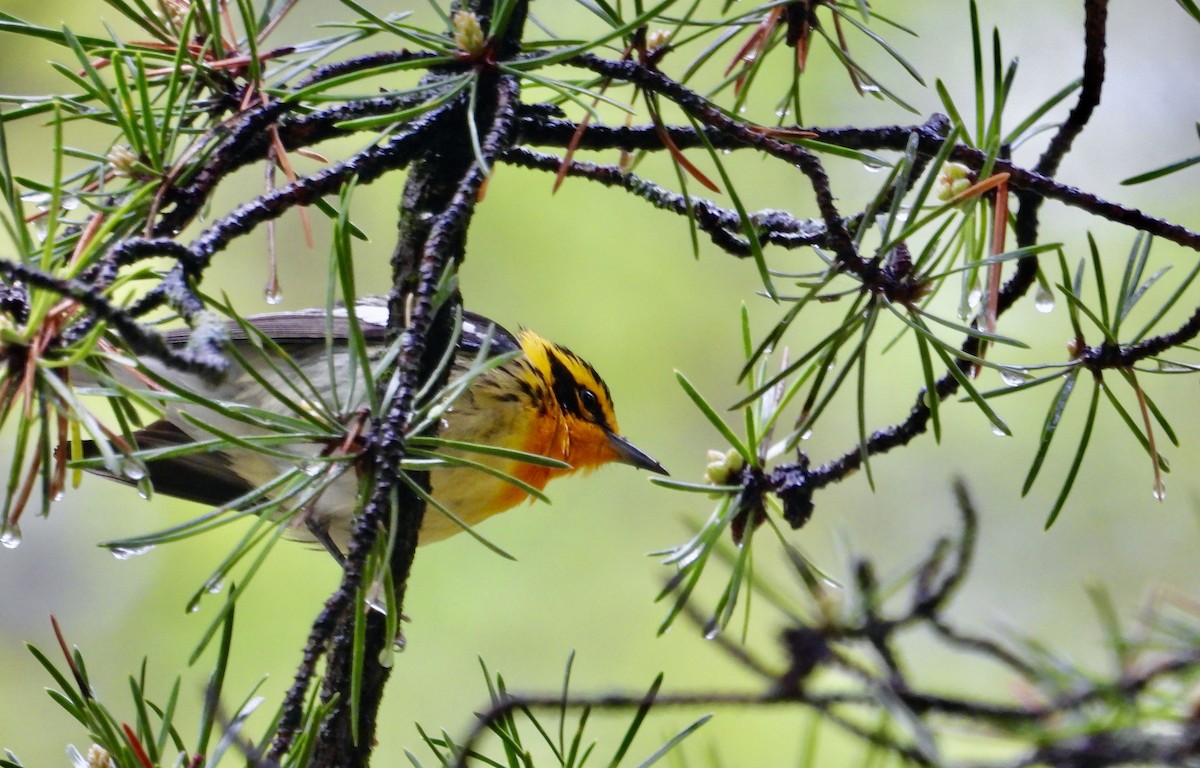 Blackburnian Warbler - ML638650362