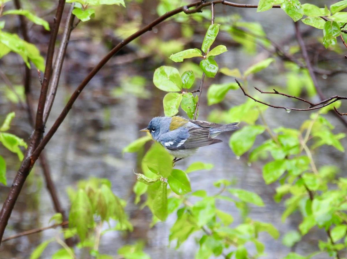 Northern Parula - ML638650371