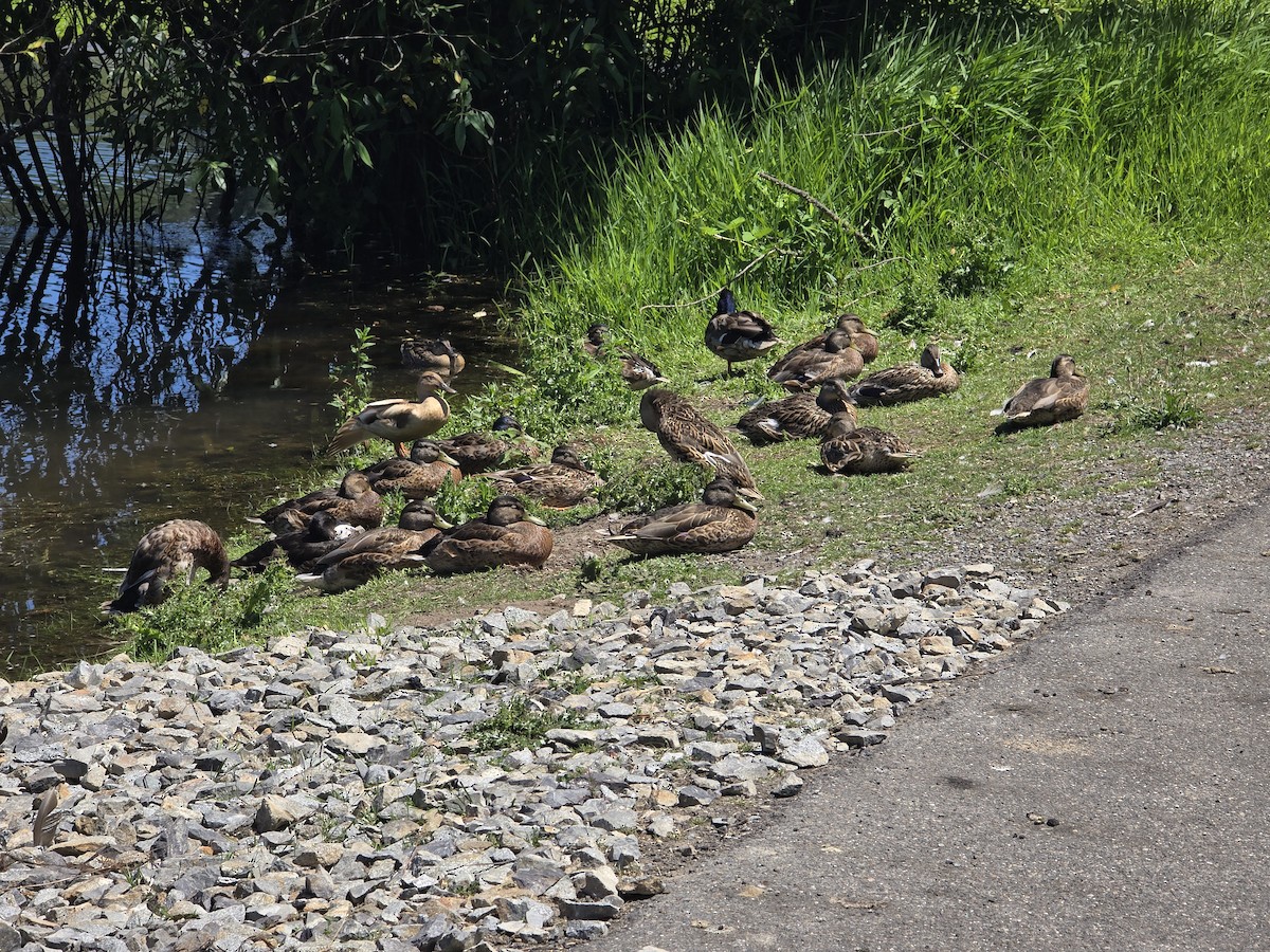 Mallard - ML638650447