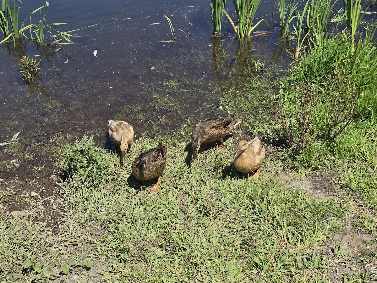 Mallard - ML638650453