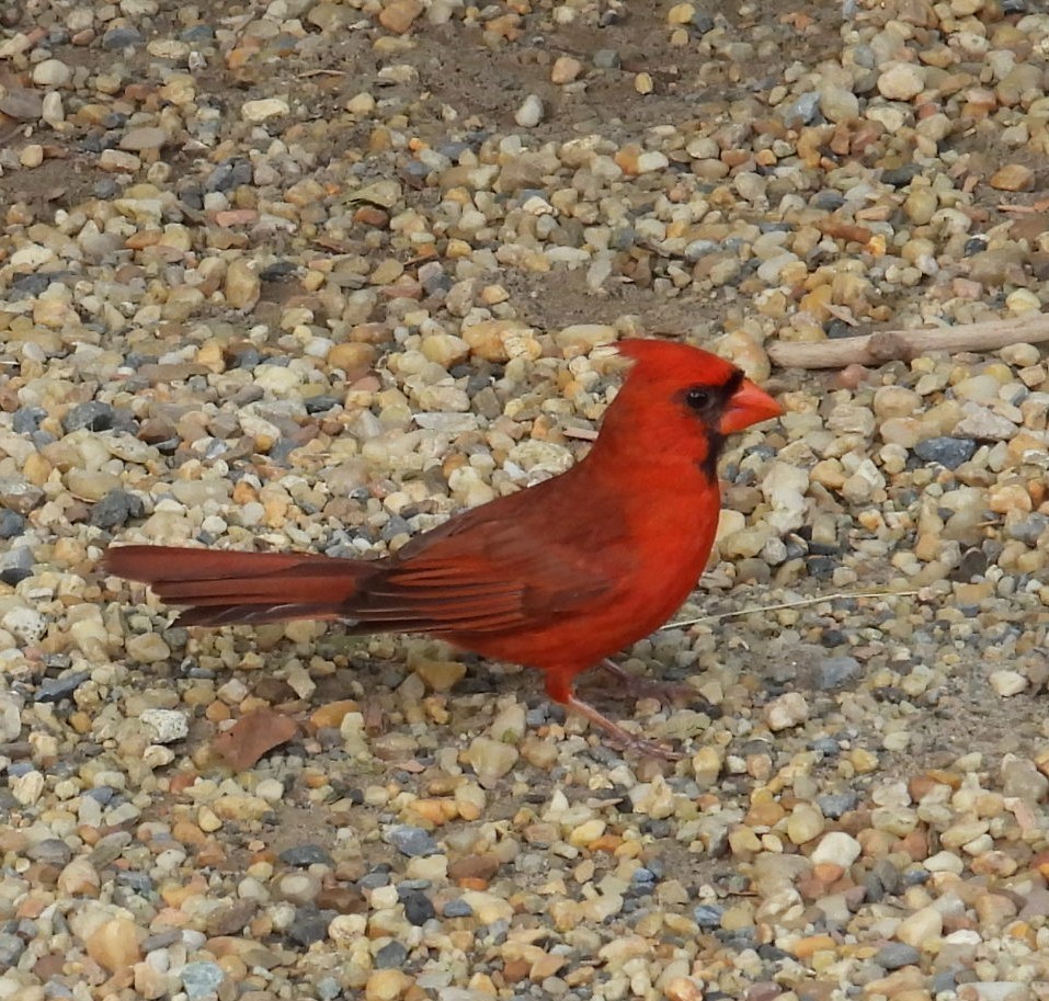 ショウジョウコウカンチョウ - ML638650464