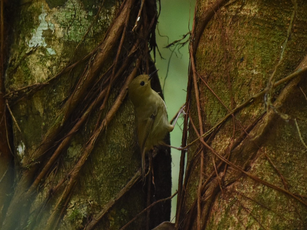 Large-billed Scrubwren - ML638650478