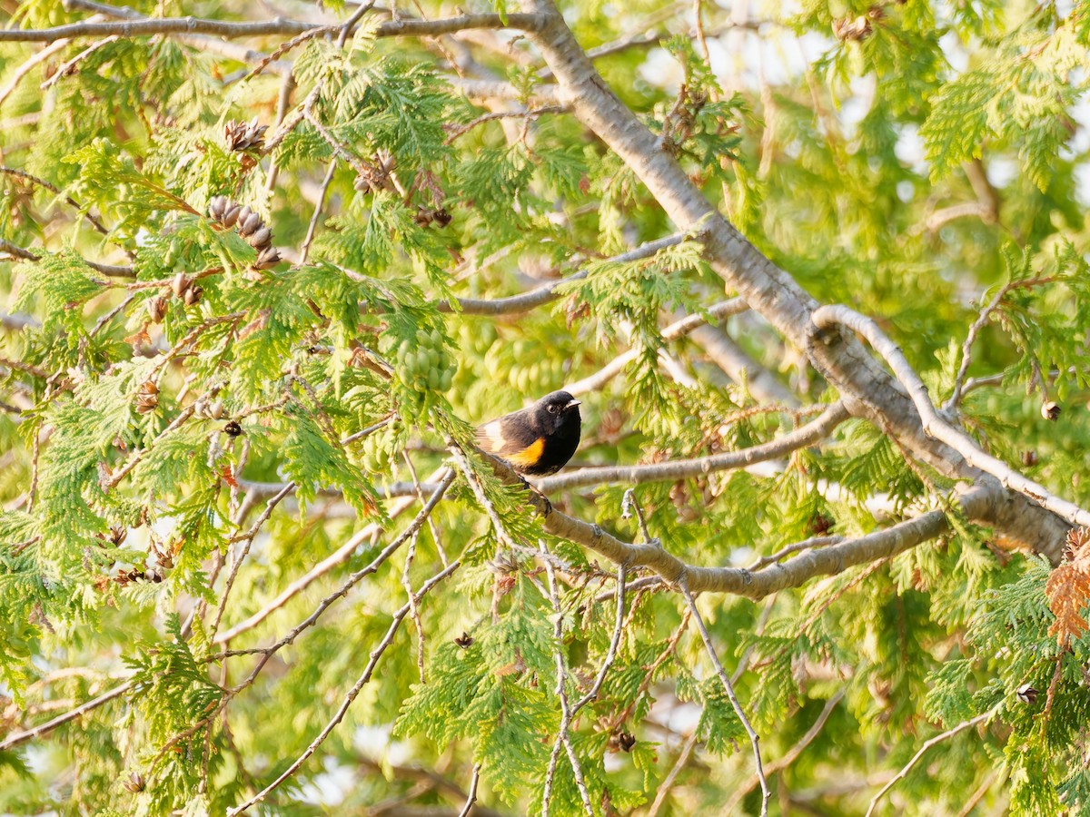 American Redstart - ML638650485