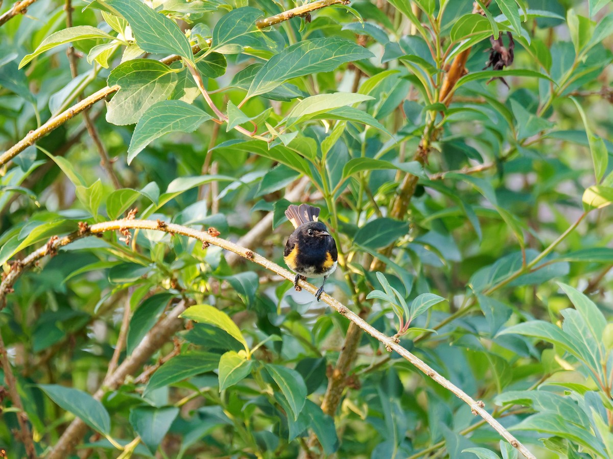 American Redstart - ML638650486