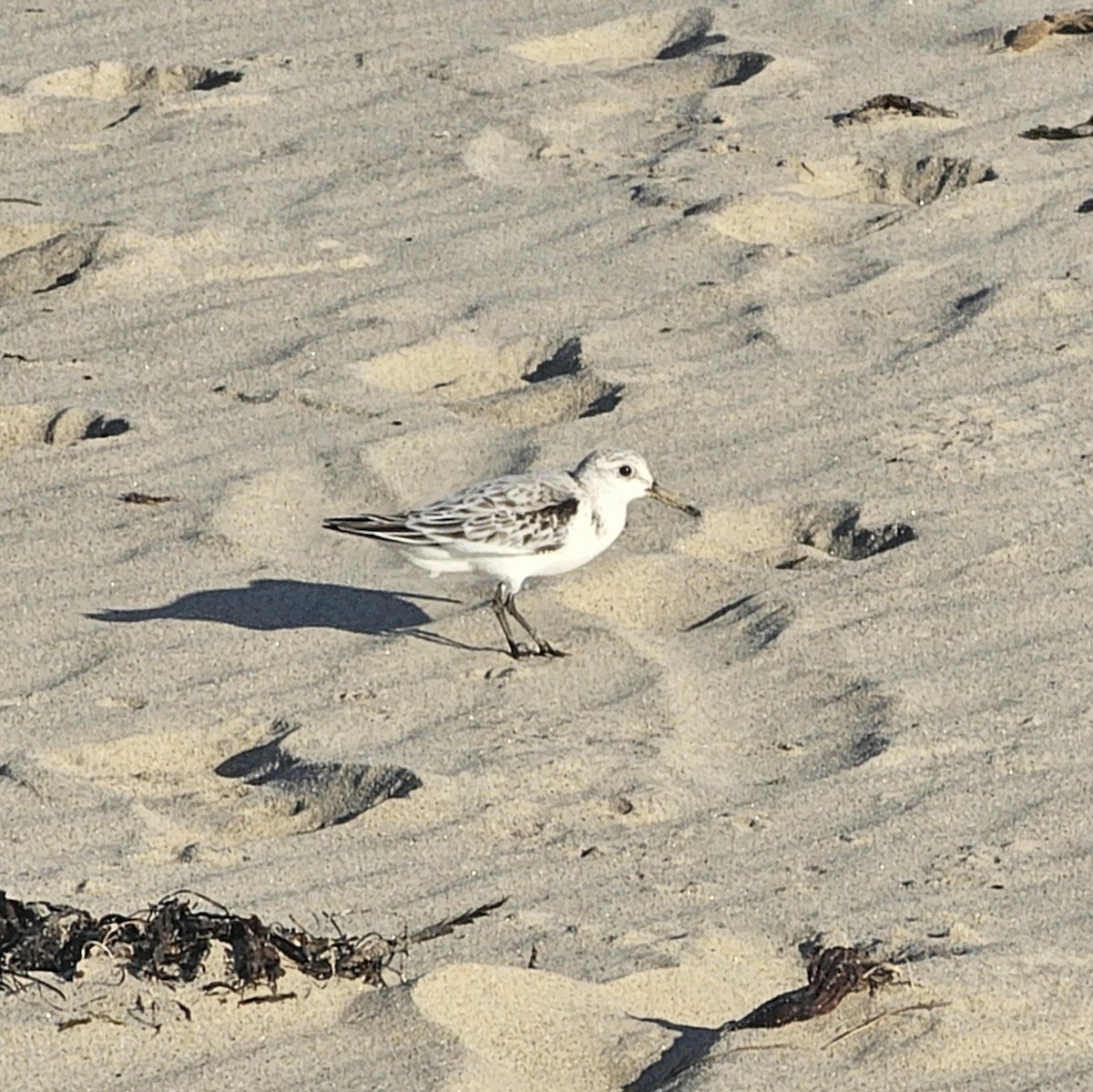 Sanderling - ML638650510