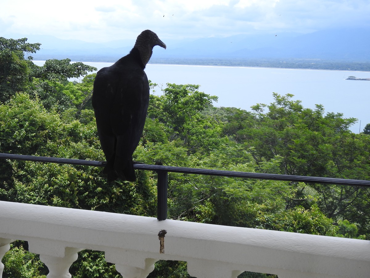 Black Vulture - ML638650549