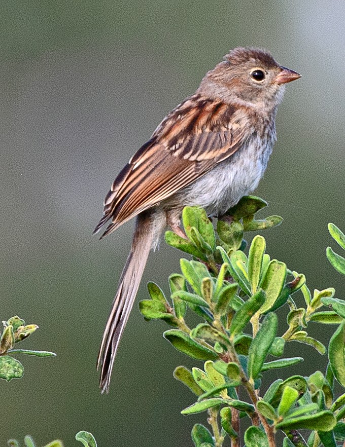 Field Sparrow - ML638650594