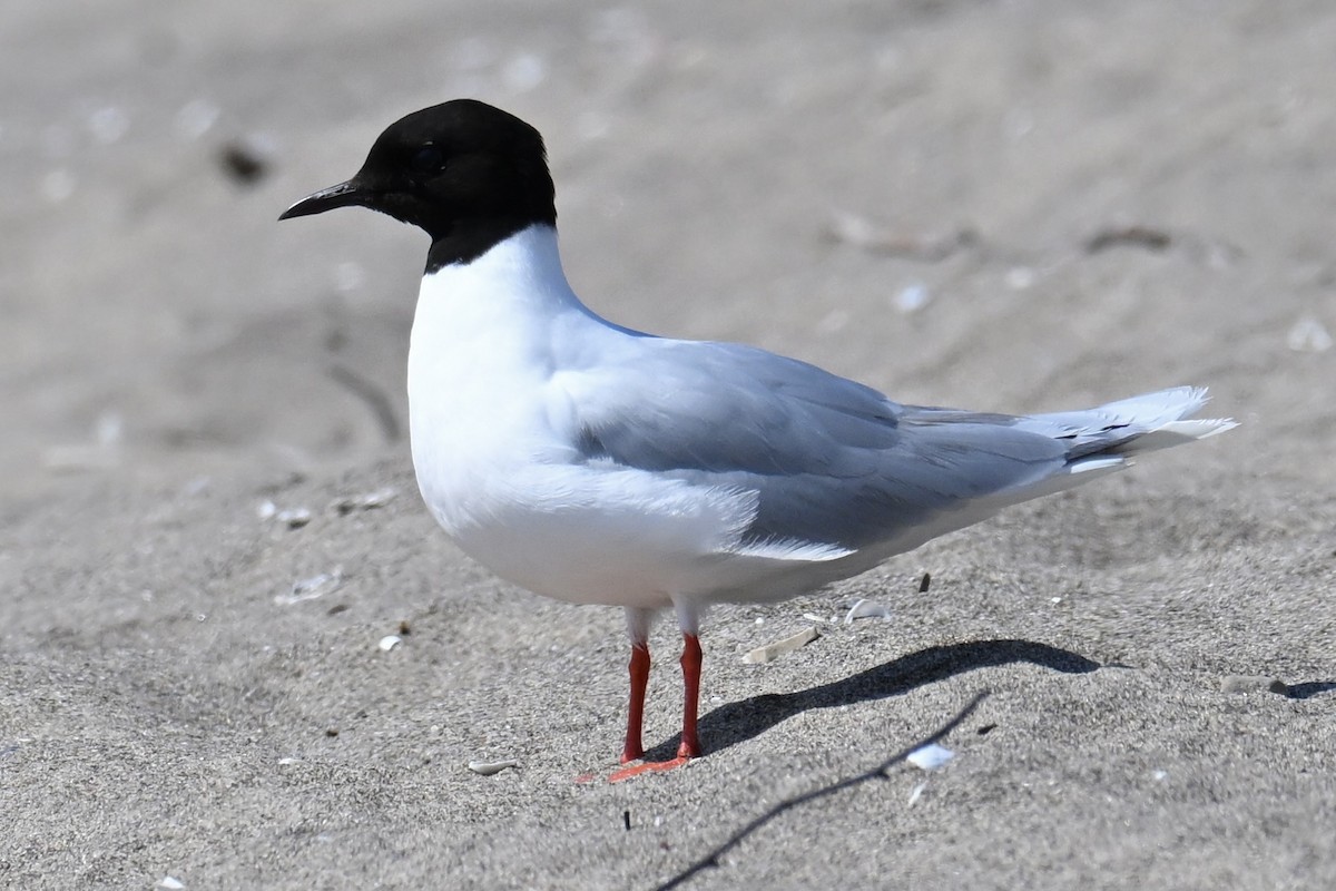 Little Gull - ML638650663